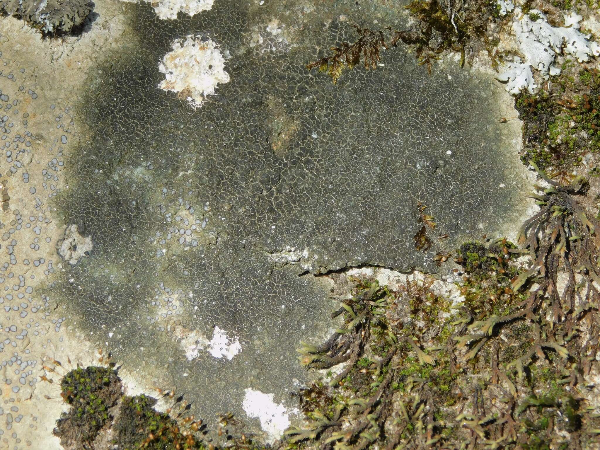 Image of wart lichen