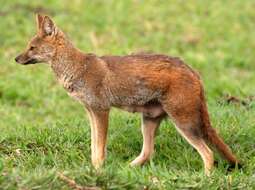 Image of Brasilian Fox