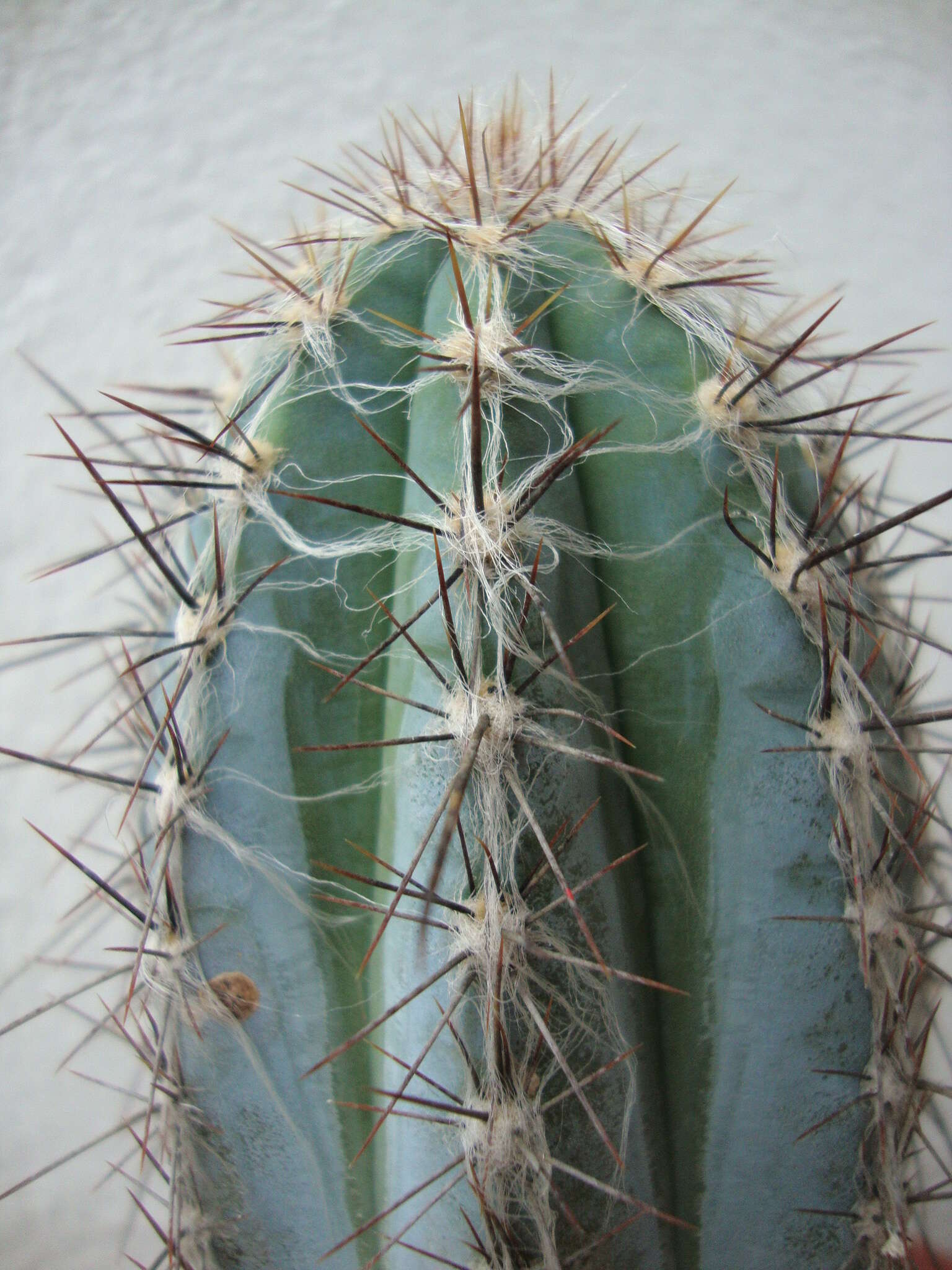 Image of Pilosocereus lanuginosus (L.) Byles & G. D. Rowley