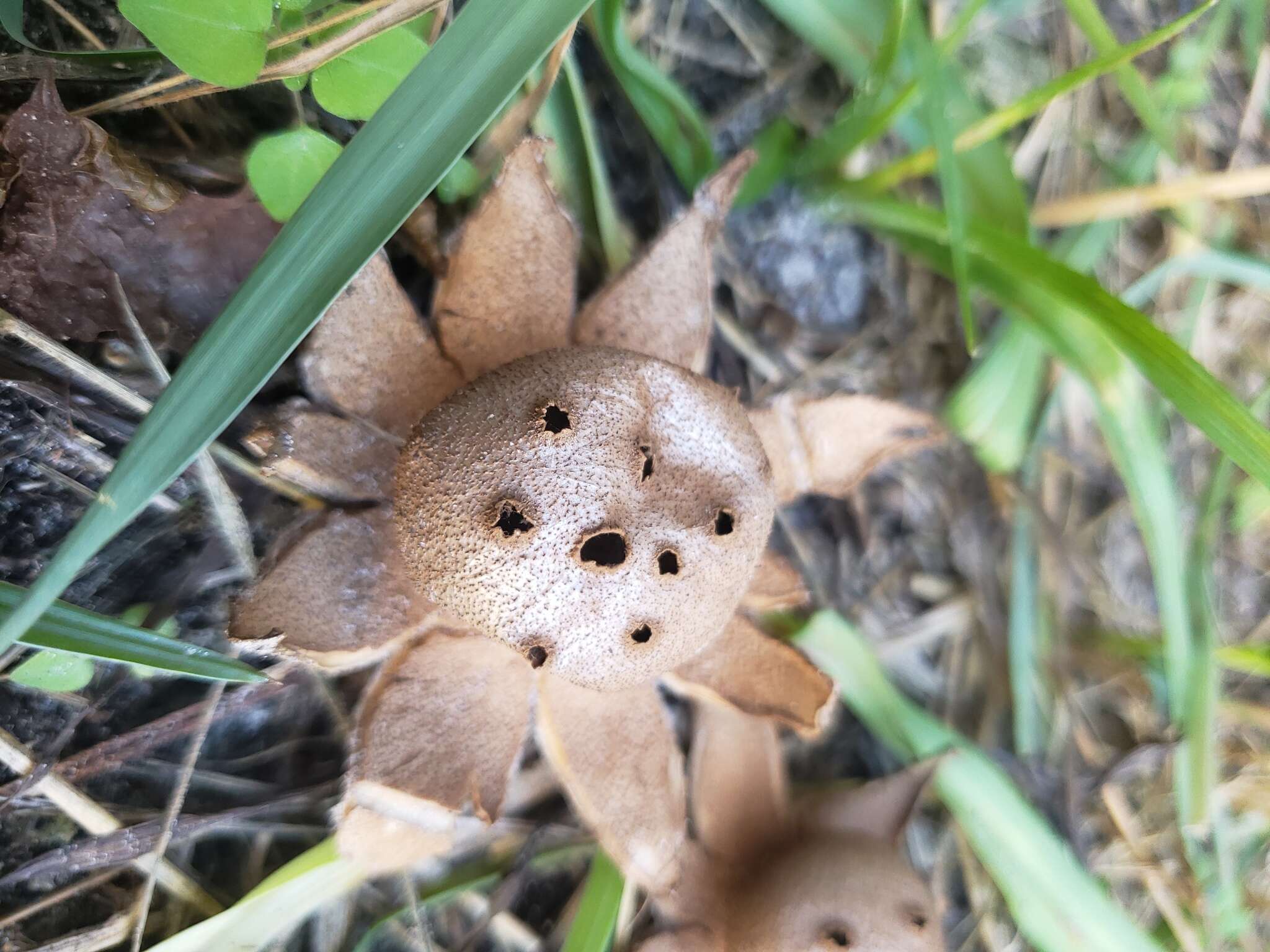 Image de Myriostoma coliforme (Dicks.) Corda 1842