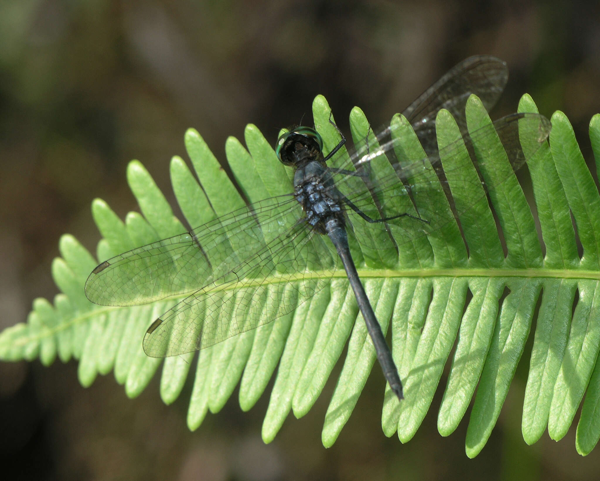 Imagem de Chalybeothemis fluviatilis Lieftinck 1933