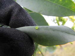 Image of tree tobacco