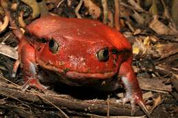 Image of Tomato Frogs