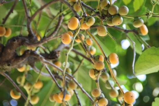 Image de Diospyros maritima Blume