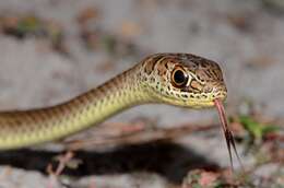 Image of Olive Whip Snake