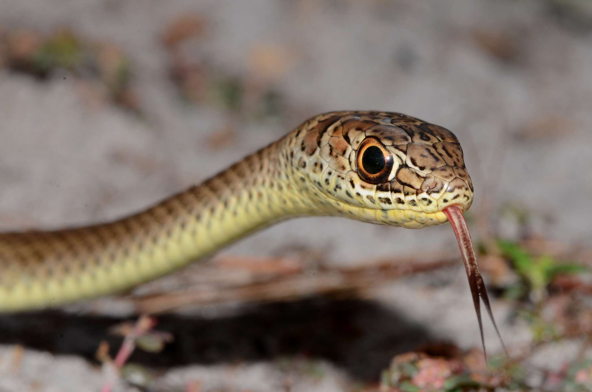 Imagem de Psammophis mossambicus Peters 1882