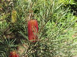 Image of Banksia occidentalis R. Br.