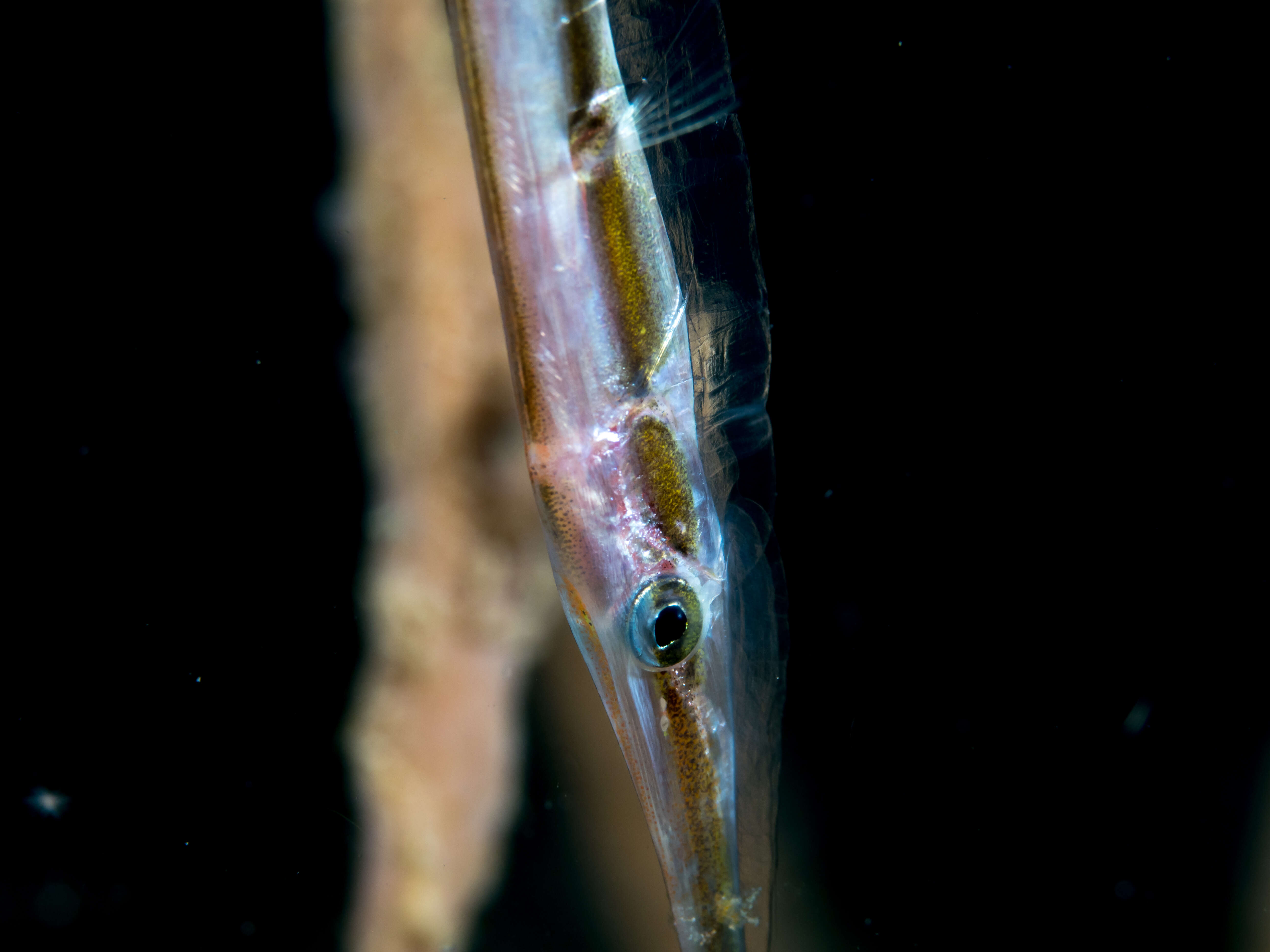 Image of Hinged shrimpfish