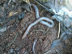 Image of Munoa Worm Lizard