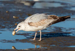 Image of American Herring Gull