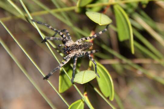 Image of Lake Placid Funnel Wolf Spider