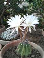 Echinopsis calochlora K. Schum. resmi