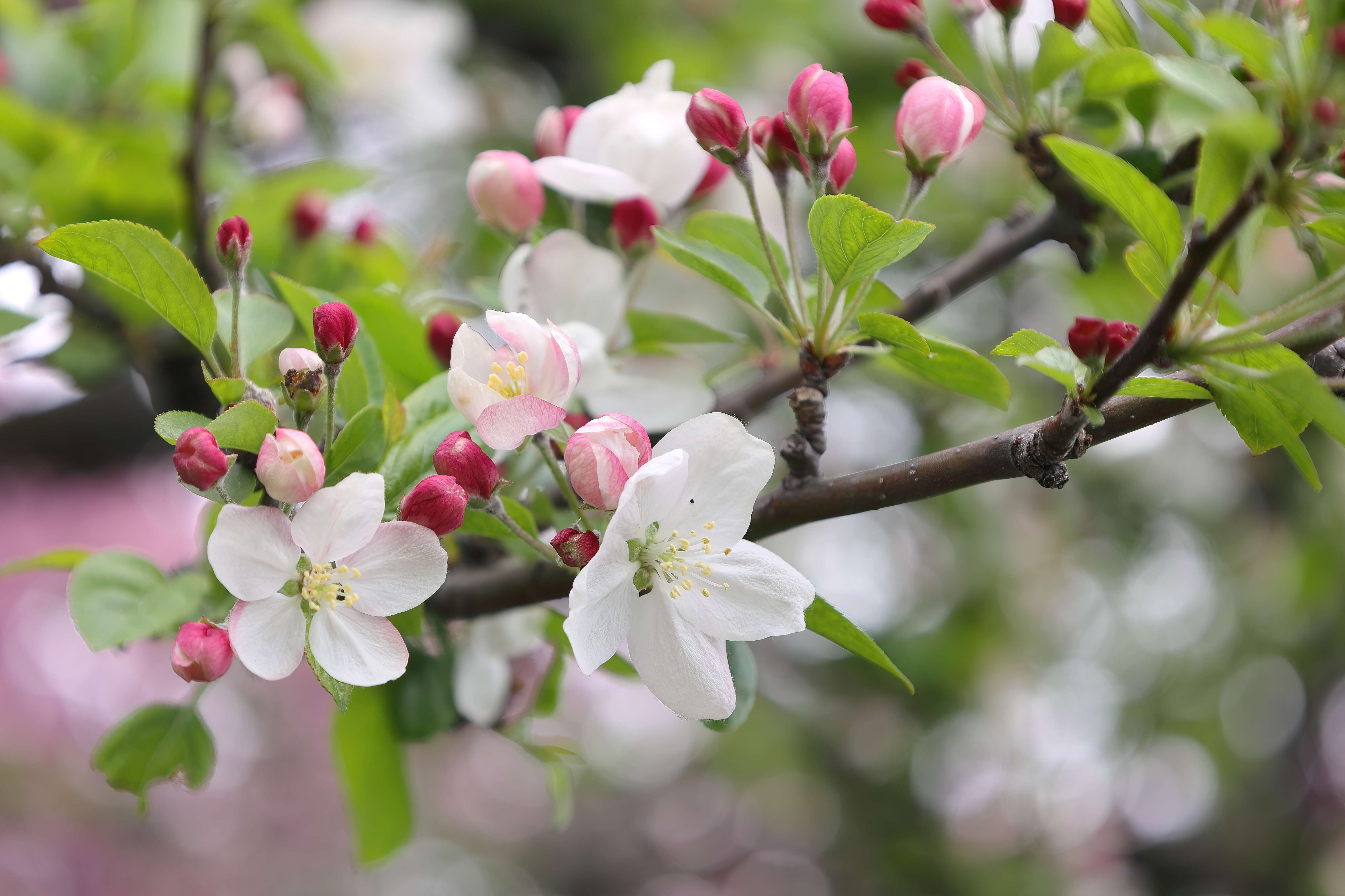 Image of Chinese crab apple