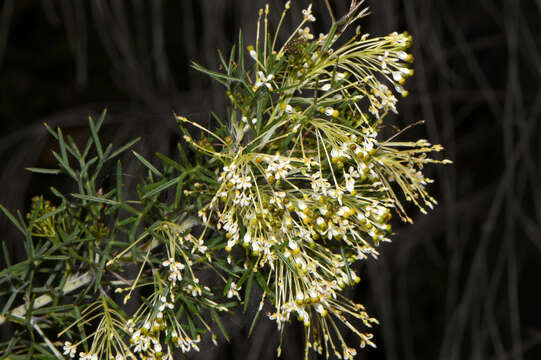 Image of Grevillea hortiorum