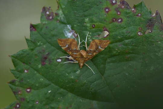 Musotima nitidalis Walker (1866) resmi