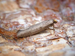 Image of Agnoea