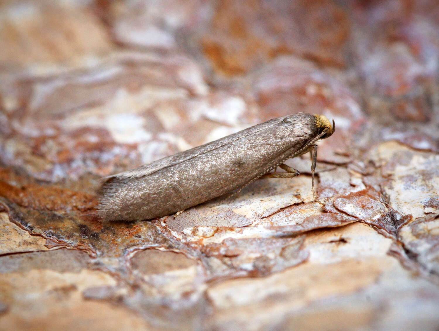 Image of Agnoea