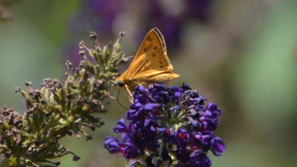 Image of Hylephila phyleus