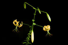 Image of Henry's lily