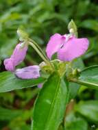 Image of Impatiens minor (DC.) S. S. R. Bennet