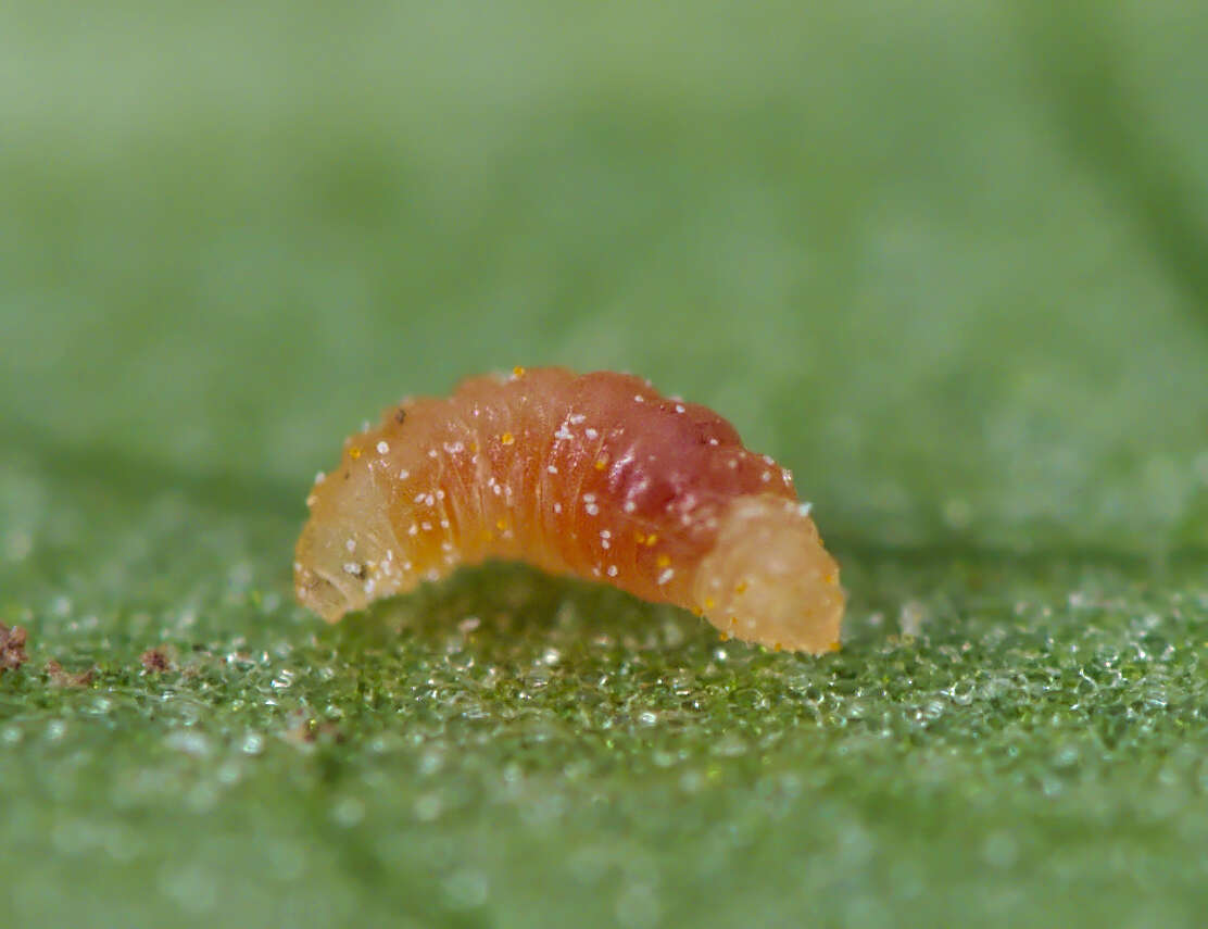 Imagem de Puccinia sessilis J. Schröt. 1870