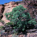 Image of Eucalyptus brachyandra F. Müll.