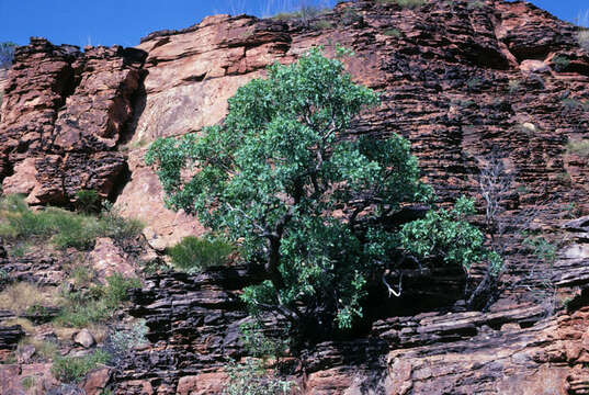 Image of Eucalyptus brachyandra F. Müll.