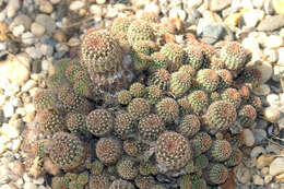 Echinopsis tiegeliana (Wessner) D. R. Hunt resmi