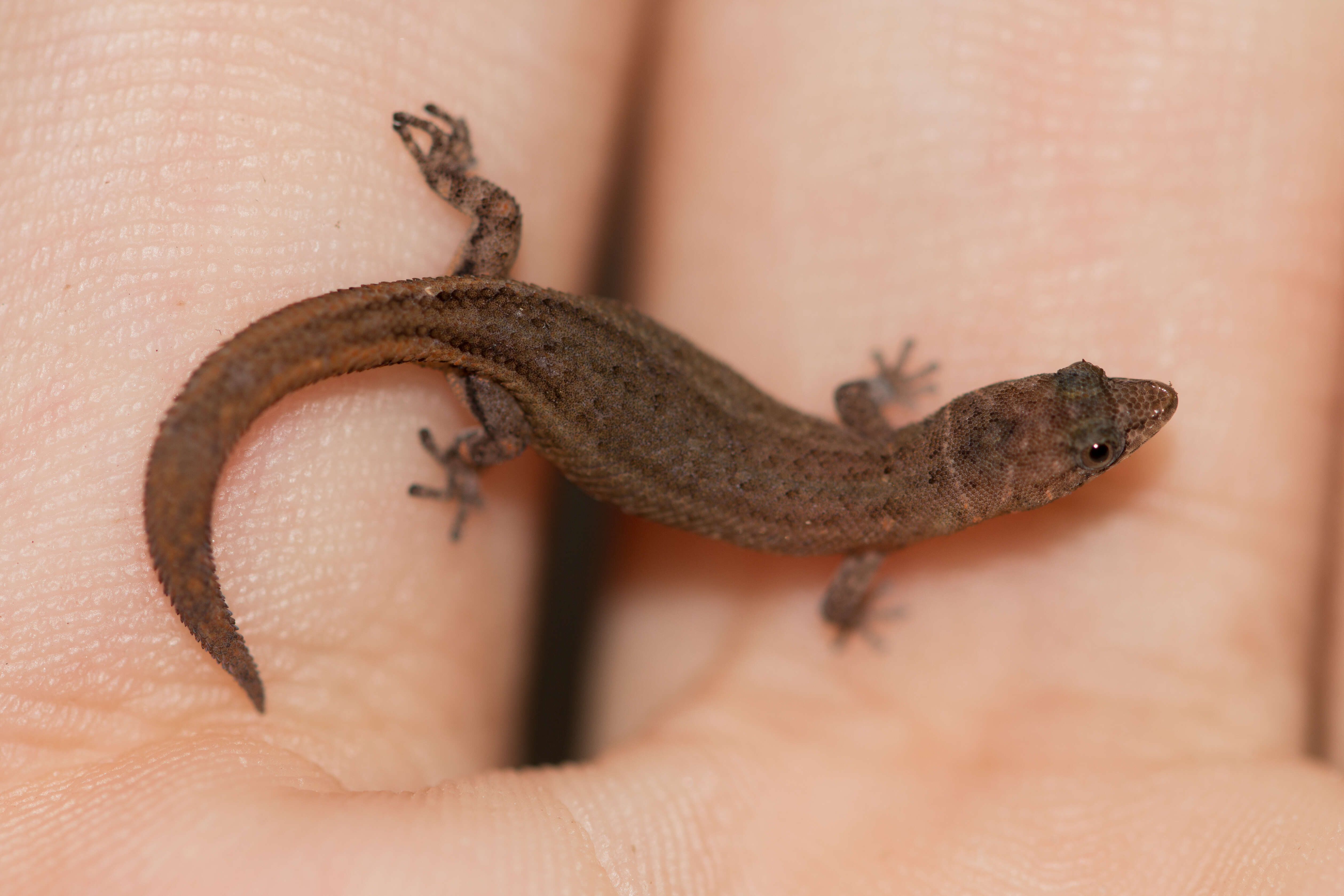 Image of Dwarf gecko