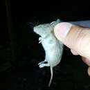 Image of Southern Pygmy Mouse