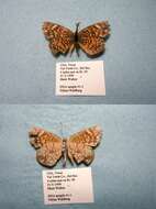 Image of Phyciodes graphica