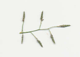 Image de Eragrostis leptostachya (R. Br.) Steud.