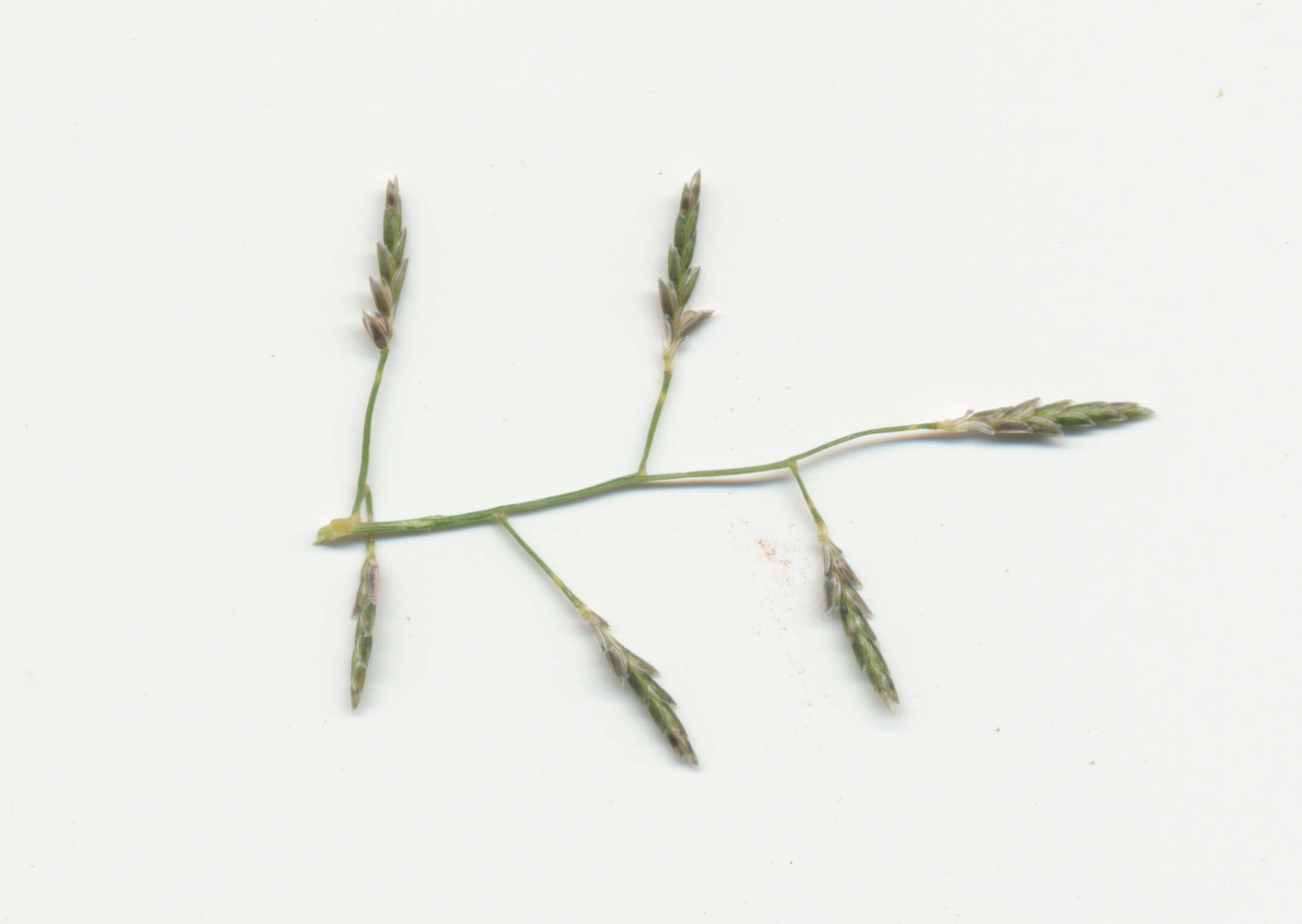 Image de Eragrostis leptostachya (R. Br.) Steud.