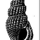 Image of Lioglyphostoma aguadillanum (Dall & Simpson 1901)