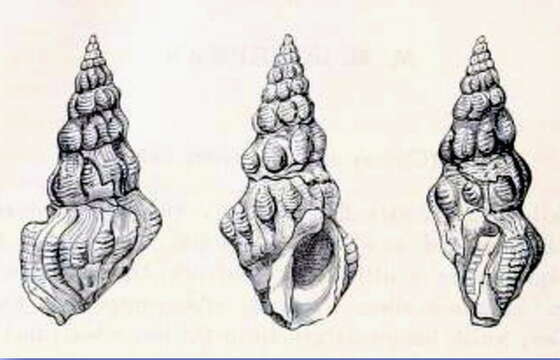 Image of Clavus albotuberculatus (Schepman 1889)