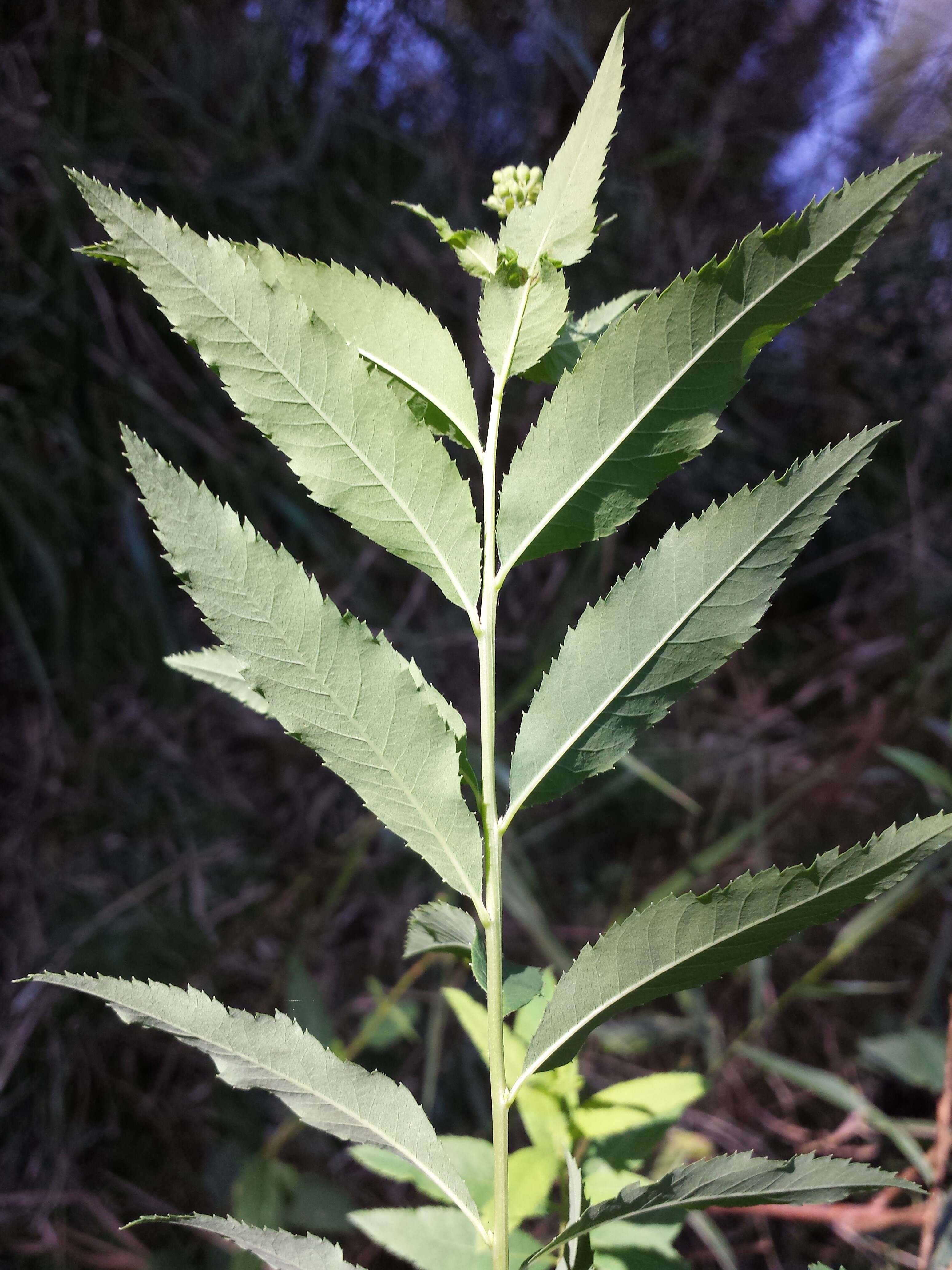 Слика од Spiraea salicifolia L.