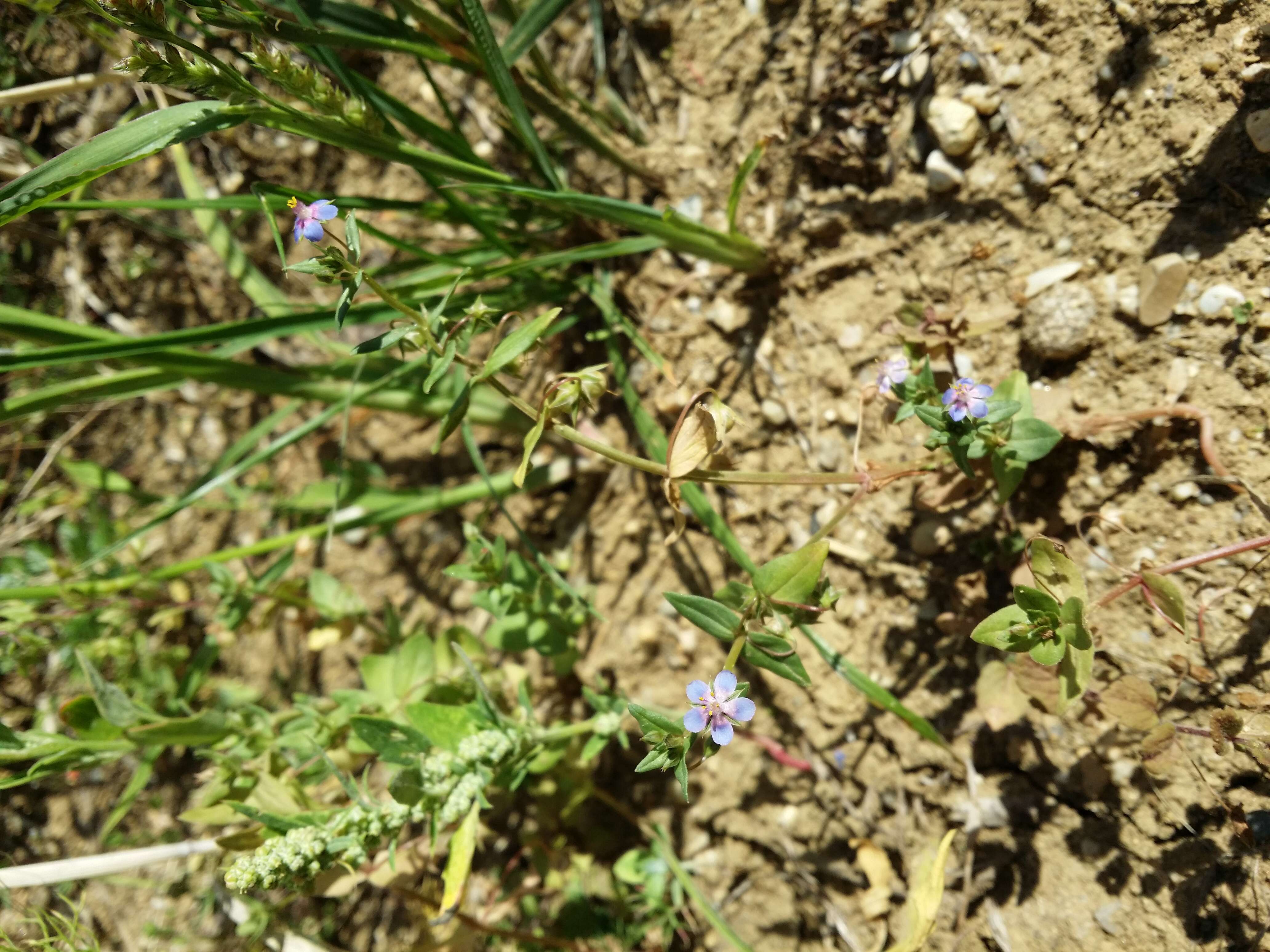 Imagem de Lysimachia foemina (Mill.) U. Manns & Anderb.