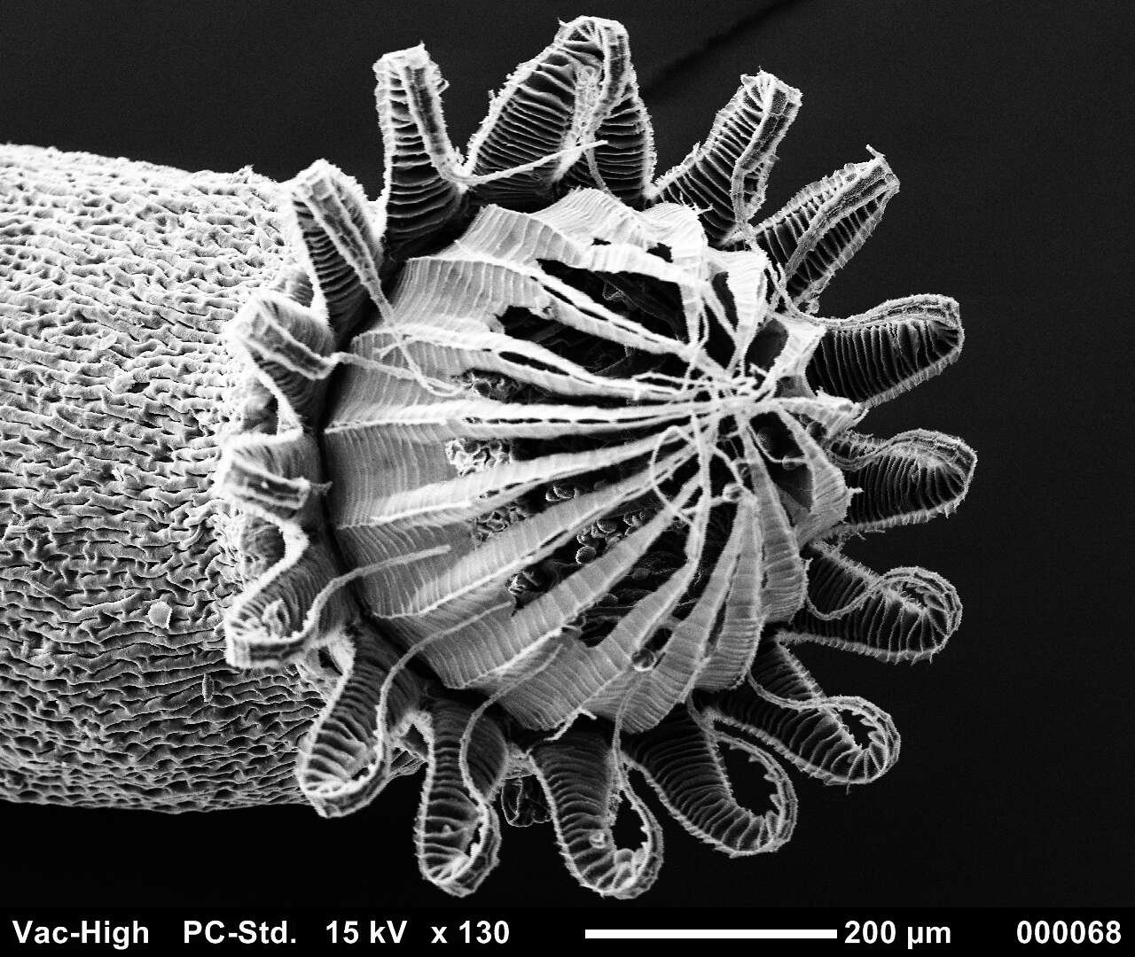 صورة Brachythecium salebrosum W. P. Schimper ex B. S. G. 1853