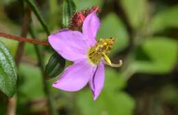 Osbeckia octandra (L.) DC.的圖片