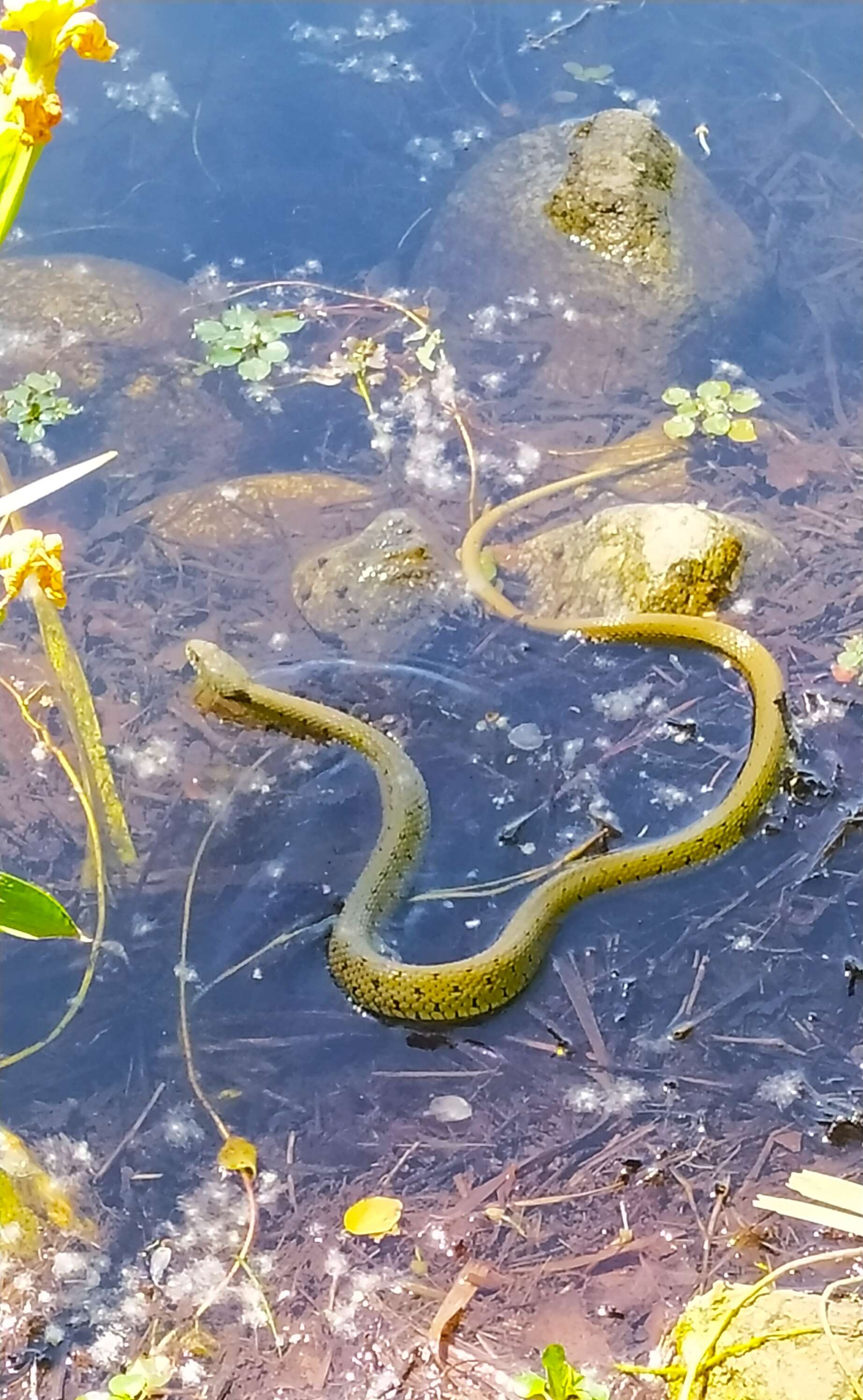 Image of Natrix astreptophora