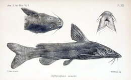 Image of Rock catfish