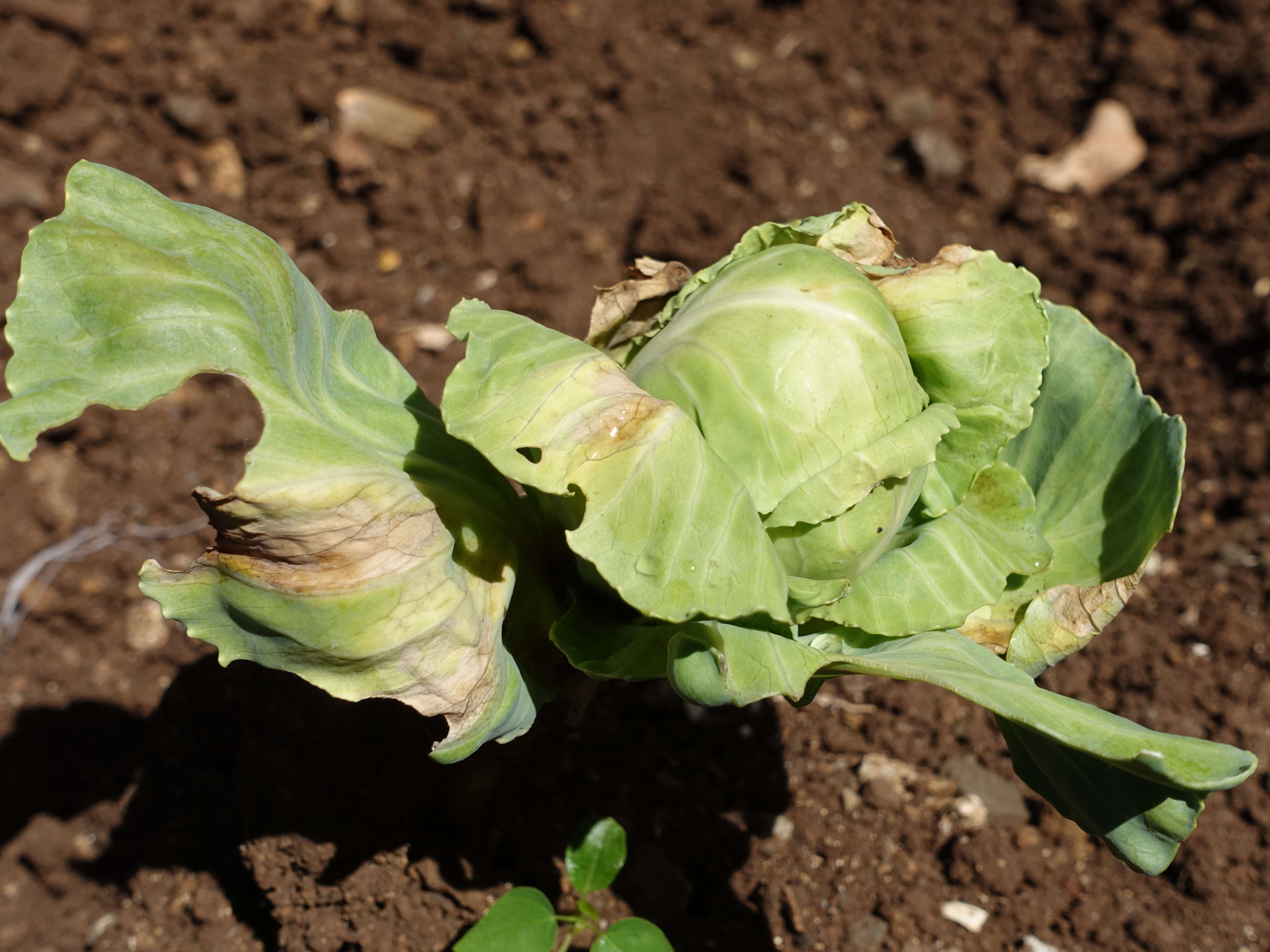 Image of white cabbage