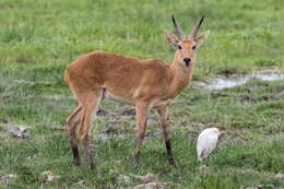 Image of Bohor Reedbuck