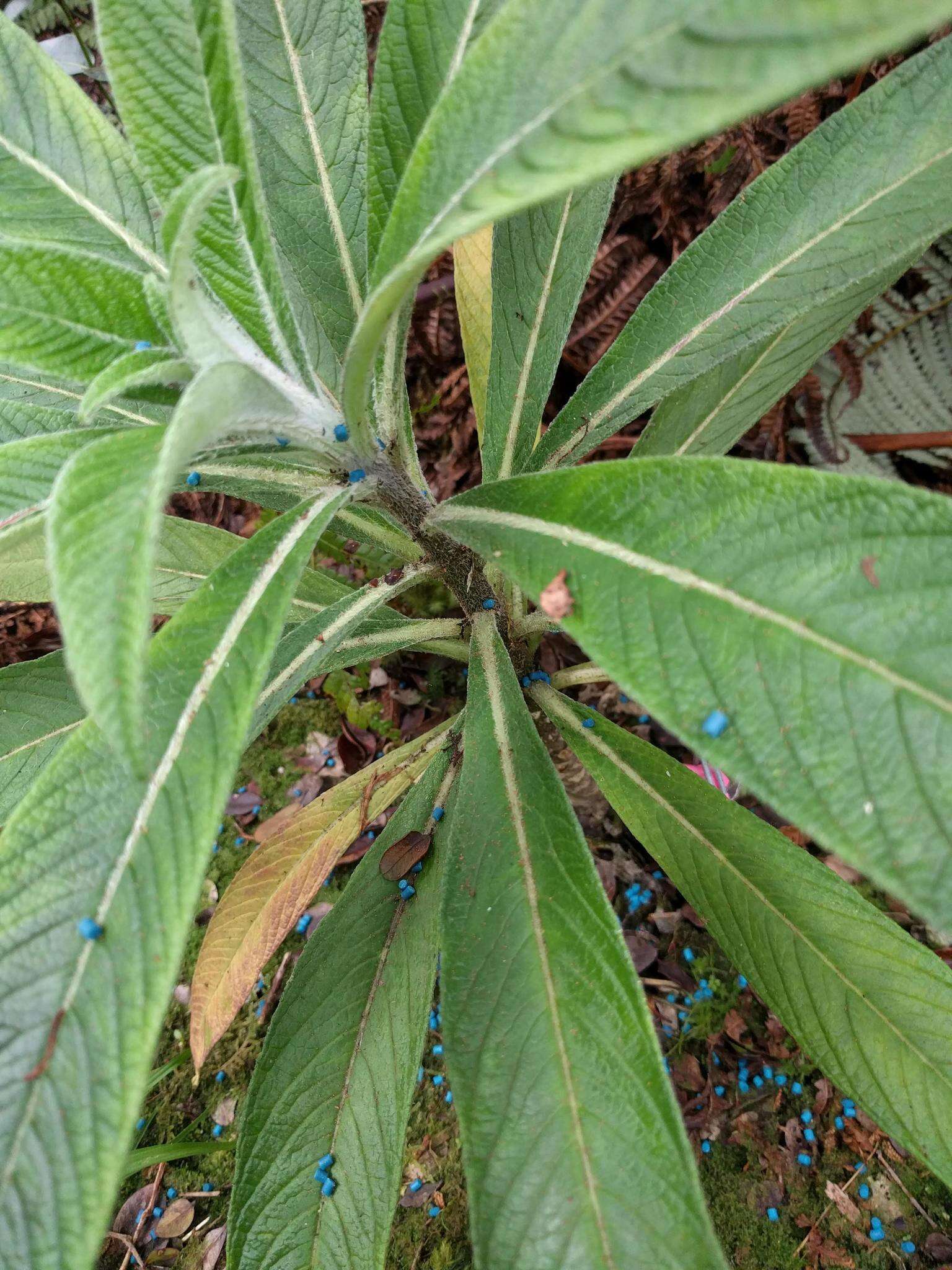 Image of Oahu lobelia