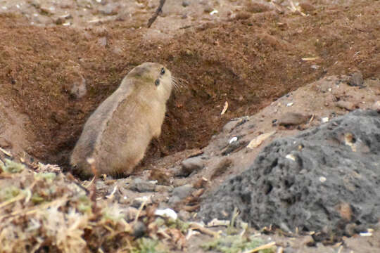 Image of Colburn's Tuco-tuco