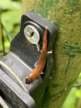 Image of Bolitoglossa pacaya Campbell, Smith, Streicher, Acevedo & Brodie 2010