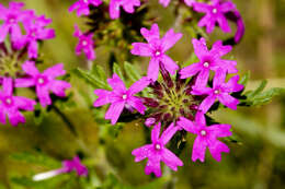 Image of Chiricahua Mountain mock vervain