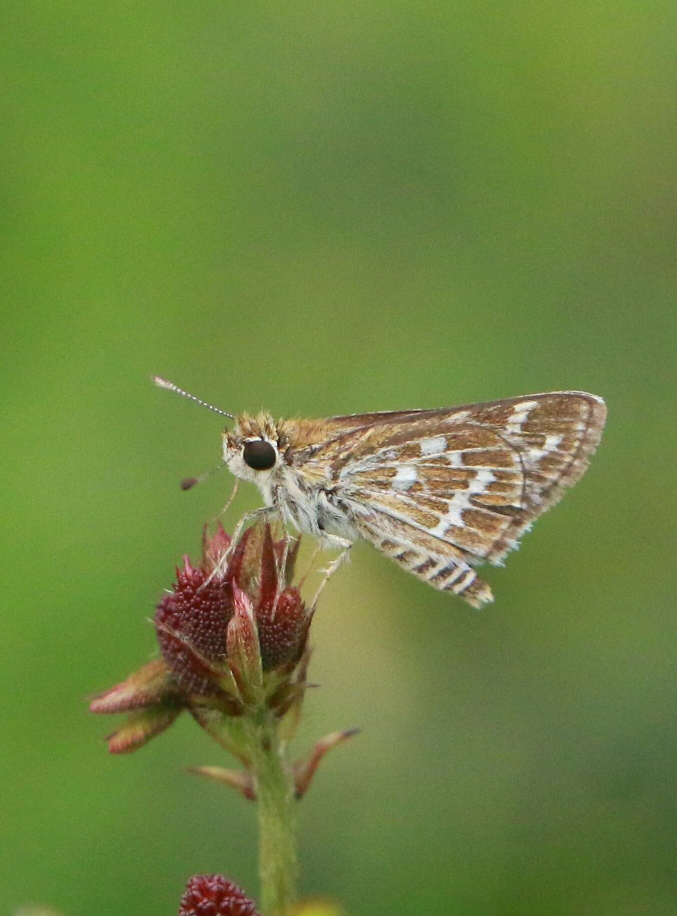 Image of Grey-veined Grass Dart