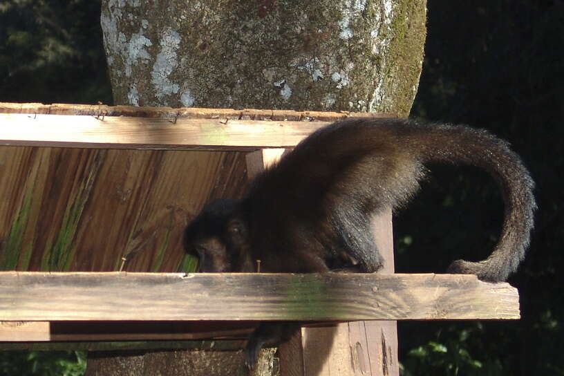 Image of Black Capuchin