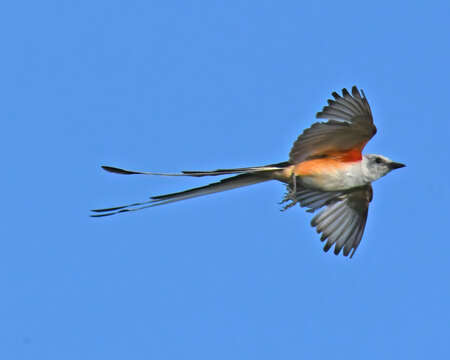 Image of Scissor-tailed Flycatcher